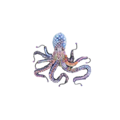 Common Octopus Brooch | Trovelore