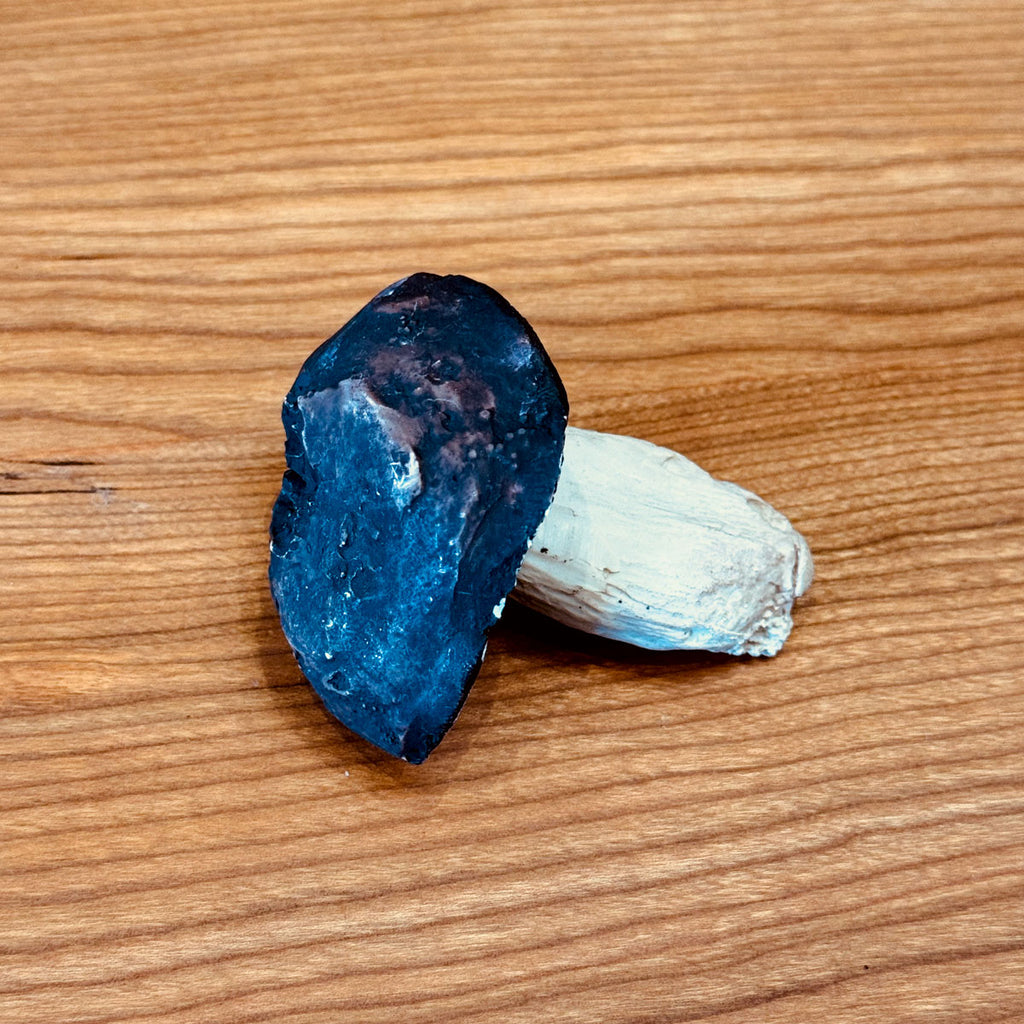 Porcelain Bolete Mushroom
