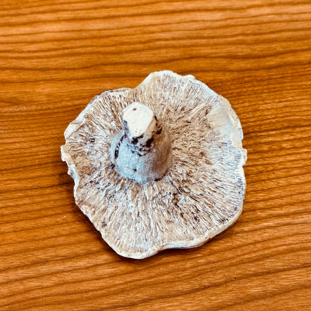 Porcelain Shitake Mushroom