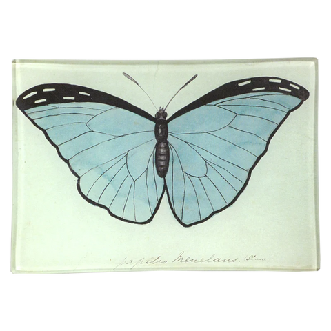 Copper & Common (Entomology Blue Butterflies)