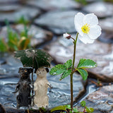 Antique Two Dogs Under an Umbrella | Germany