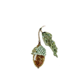 Acorn Brooch | Trovelore