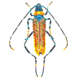 Aphrodisium Beetle Brooch | Trovelore