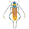 Aphrodisium Beetle Brooch | Trovelore