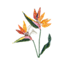 Bird of Paradise Flower Brooch | Trovelore