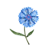 Blue Bottleflower Brooch | Trovelore