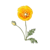 California Golden Poppy Brooch | Trovelore