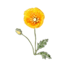 California Golden Poppy Brooch | Trovelore