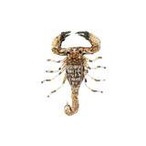 Desert Scorpion Brooch | Trovelore