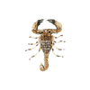 Desert Scorpion Brooch | Trovelore