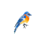 Eastern Blue Bird Brooch | Trovelore