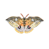 Emperor Automaria Moth Brooch | Trovelore