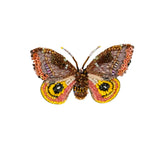 Eye Oh Moth Brooch | Trovelore
