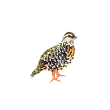 Fool Quail Brooch | Trovelore