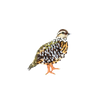 Fool Quail Brooch | Trovelore