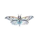 Ghost Cicada Brooch | Trovelore