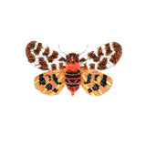 Giant Tiger Moth Brooch | Trovelore