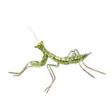 Green Mantid Brooch | Trovelore