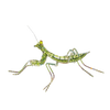 Green Mantid Brooch | Trovelore