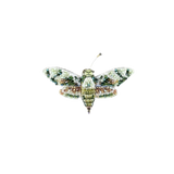 Hawk Moth Brooch | Trovelore