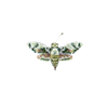 Hawk Moth Brooch | Trovelore