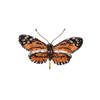 Isabella's Longwing Butterfly Brooch | Trovelore