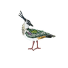 Lapwing Bird Brooch | Trovelore
