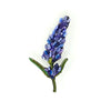 Lavender Brooch Brooch | Trovelore