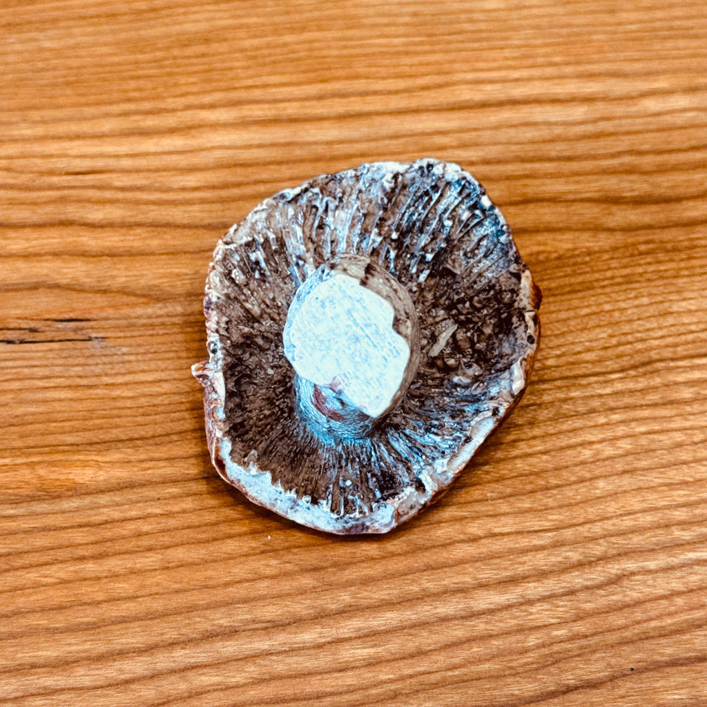 Porcelain Porcini Mushroom