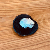 Porcelain Bolete Mushroom