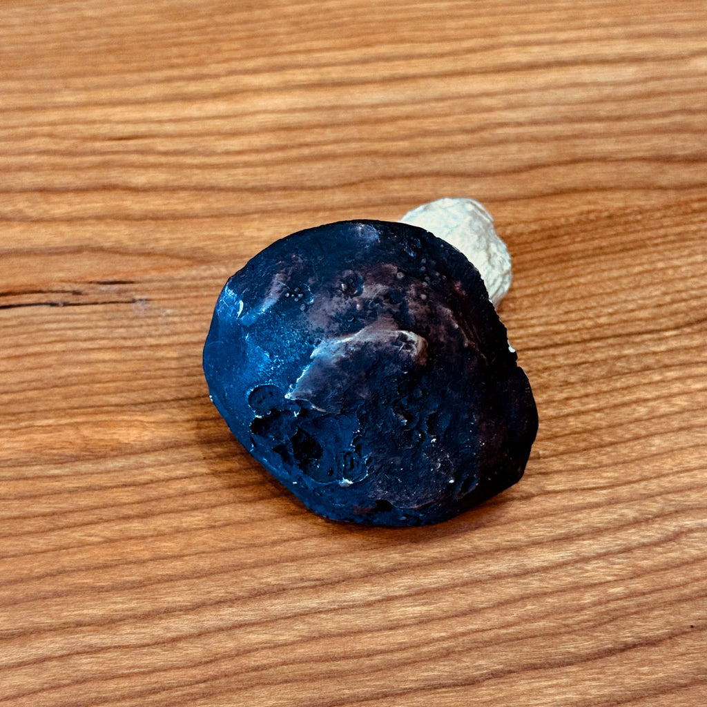 Porcelain Bolete Mushroom