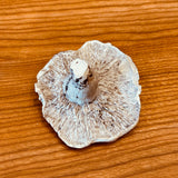 Porcelain Shitake Mushroom