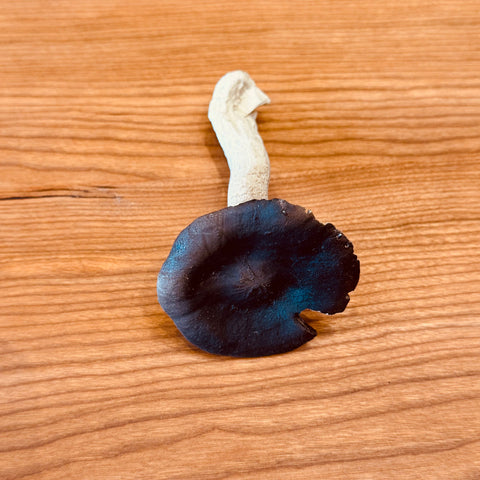 Porcelain Oyster Mushroom