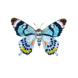 Papillon Brooch | Trovelore