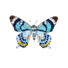 Papilio Lagaizei Butterfly Brooch | Trovelore