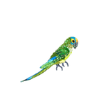 Peach Fronted Parakeet Brooch | Trovelore