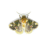 Peach Blossom Moth Brooch | Trovelore