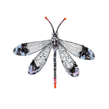 Pleasing Antlion Brooch | Trovelore