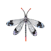 Pleasing Antlion Brooch | Trovelore