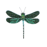 Pondhawk Dragonfly Brooch | Trovelore