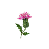 Spear Thistle Brooch | Trovelore