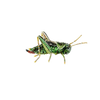 Two Stripped Grasshopper Brooch | Trovelore