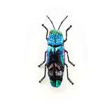 Ulkei Beetle Brooch | Trovelore