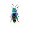 Ulkei Beetle Brooch | Trovelore