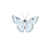 White Morpho Butterfly Brooch | Trovelore