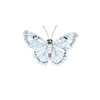 White Morpho Butterfly Brooch | Trovelore