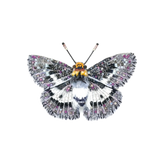 Yellow Breasted Flat Butterfly Brooch | Trovelore