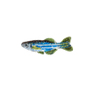Zebra Fish Brooch | Trovelore
