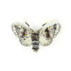 Alder Kitten Moth Brooch | Trovelore