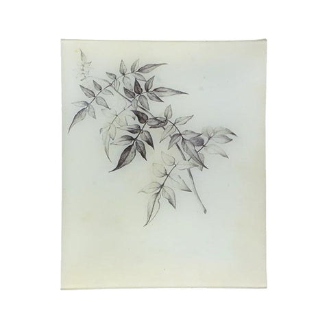 Sepia Plants & Flowers No.18